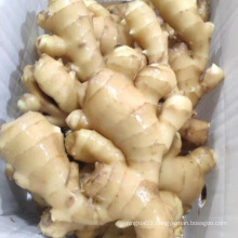 2020 Wholesale organic fresh ginger for exportChinese fresh ginger supplier export bulk ginger